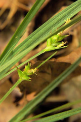 Carex willdenowii