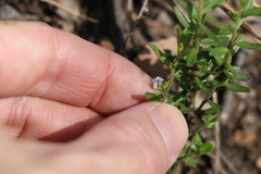 Polygala triflora