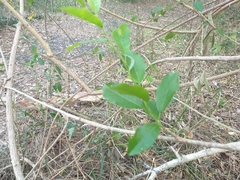 Maclura cochinchinensis