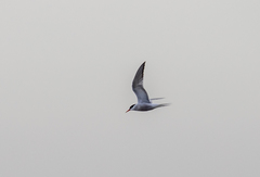 Sterna hirundo