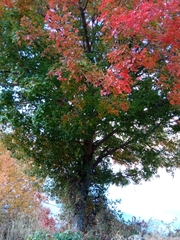 Acer