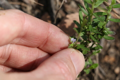 Polygala triflora