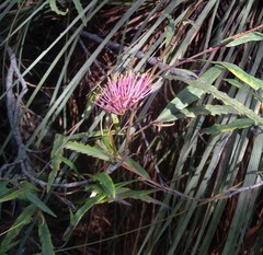 Grevillea longifolia