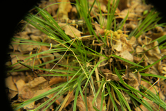 Carex willdenowii