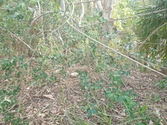 Maclura cochinchinensis