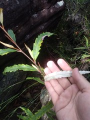 Grevillea longifolia