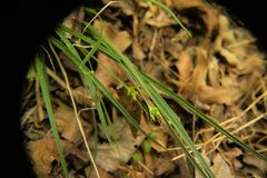 Carex willdenowii