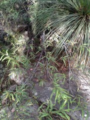 Grevillea longifolia