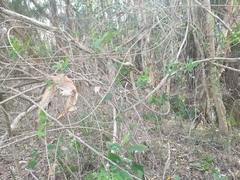 Maclura cochinchinensis