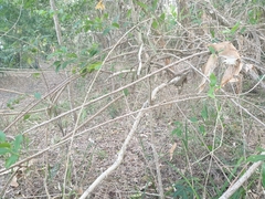 Maclura cochinchinensis