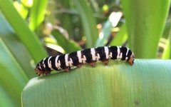 Xanthopastis regnatrix