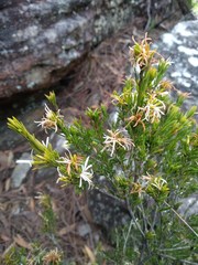 Pseudanthus pimeleoides