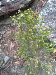 Pseudanthus pimeleoides