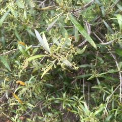 Buddleja saligna