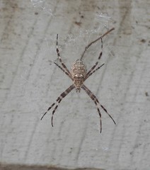 Argiope mascordi