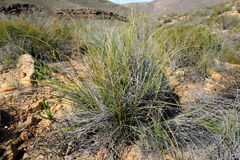 Pentameris eriostoma