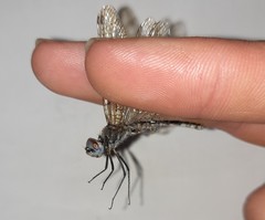 Selysiothemis nigra