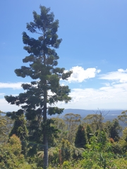 Araucaria cunninghamii