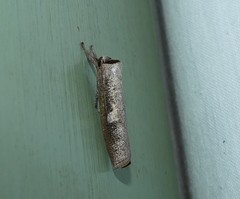 Pilostibes stigmatias