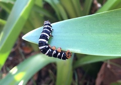 Xanthopastis regnatrix