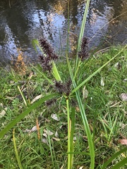 Cyperus lucidus