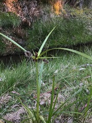 Cyperus lucidus