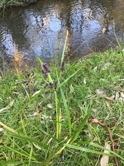 Cyperus lucidus