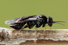 Fenusa dohrnii