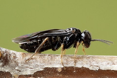 Fenusa dohrnii