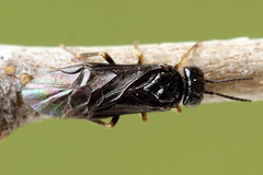 Fenusa dohrnii