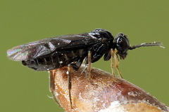 Fenusa dohrnii