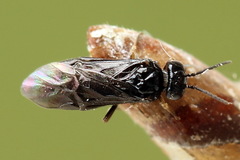 Fenusa dohrnii