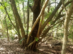 Ficus virens