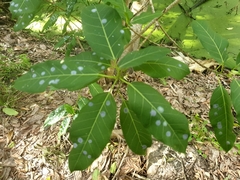 Ficus virens