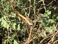 Sympetrum fonscolombii