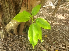 Ficus virens