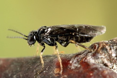 Fenusa dohrnii
