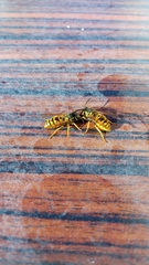 Vespula germanica