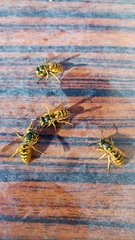 Vespula germanica