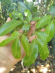 Alectryon subcinereus