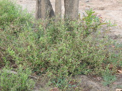 Sphaeranthus peduncularis