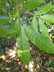 Alectryon subcinereus