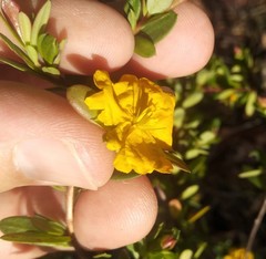 Hibbertia nitida