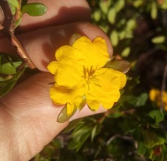 Hibbertia nitida