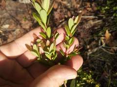 Hibbertia nitida
