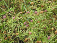 Sphaeranthus peduncularis