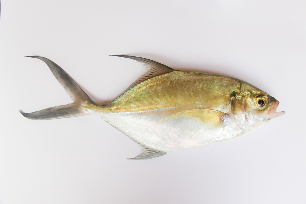 African Jack