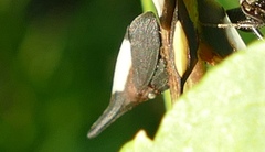 Enchenopa albidorsa