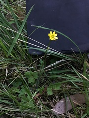 Ranunculus plebeius