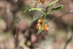Dodonaea multijuga